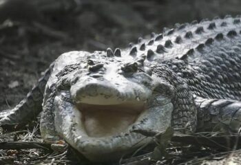 crocodile