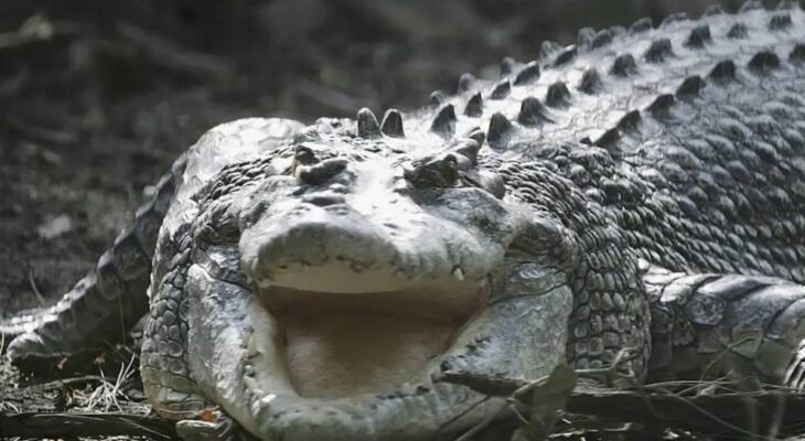 crocodile